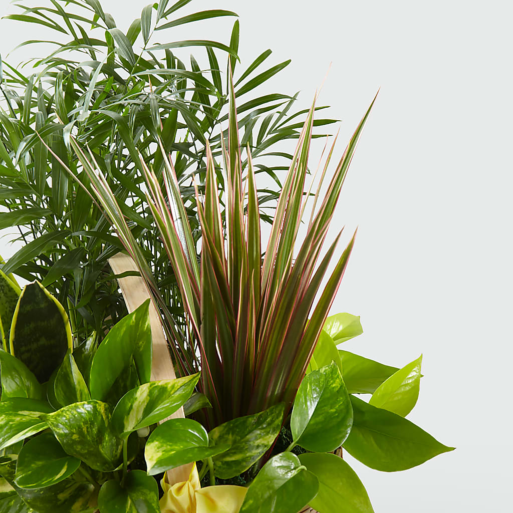 French Garden – CARMIN'S FLOWER SHOP, Laredo TX