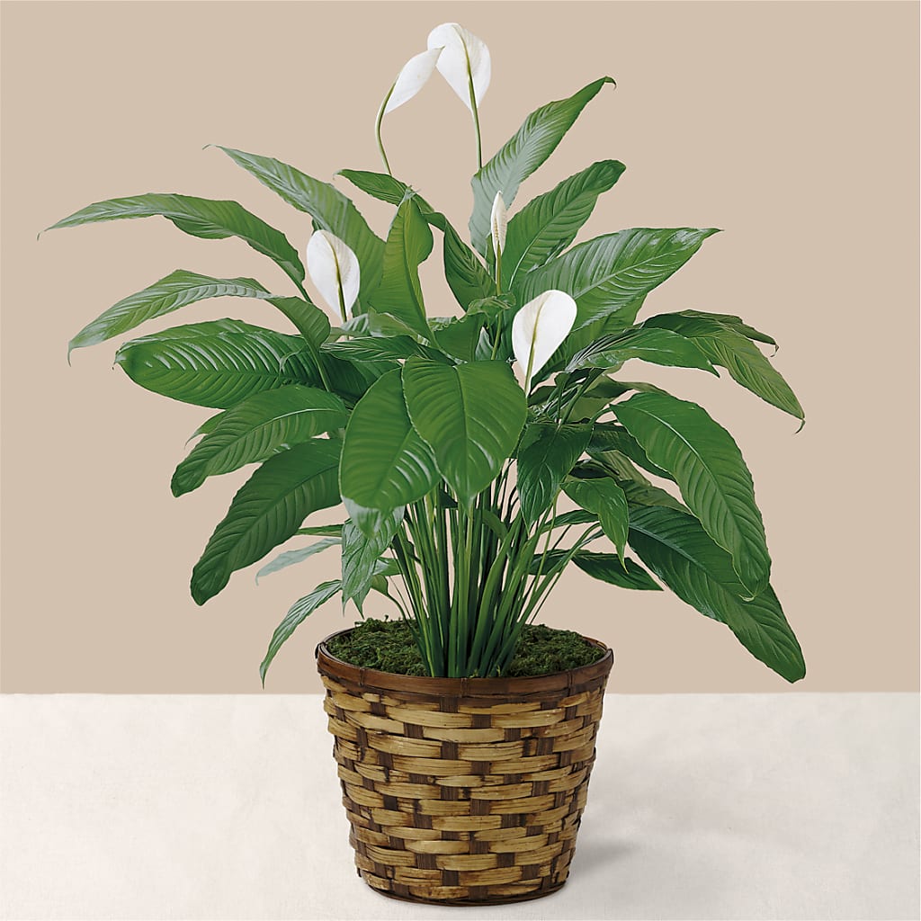 Tranquil Moments Peace Lily Plant – CARMIN'S FLOWER SHOP, Laredo TX