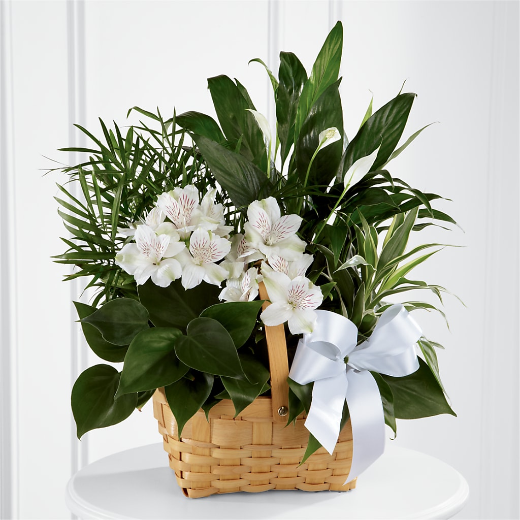 Peace & Serenity Dishgarden – CARMIN'S FLOWER SHOP, Laredo TX