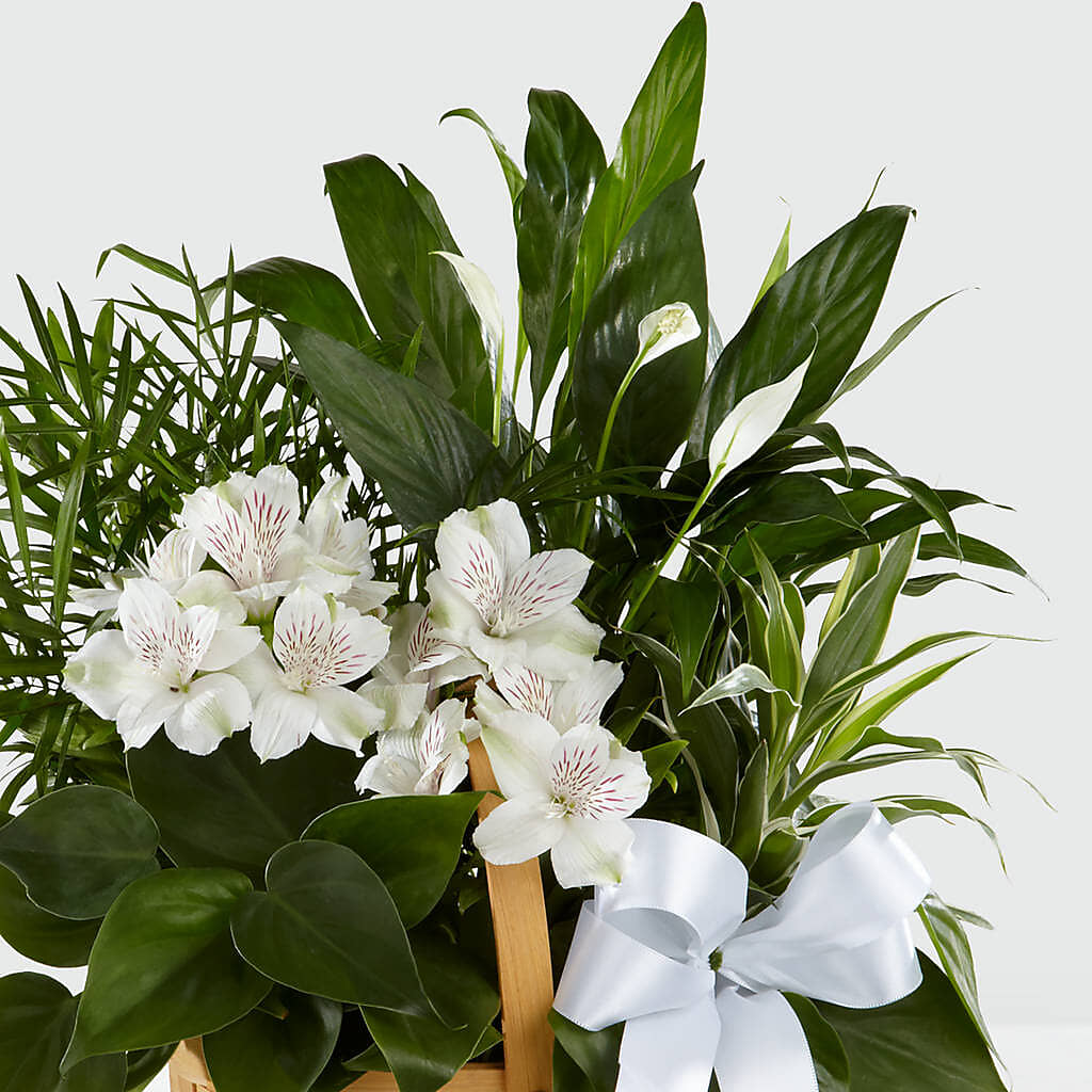 Peace & Serenity Dishgarden – CARMIN'S FLOWER SHOP, Laredo TX
