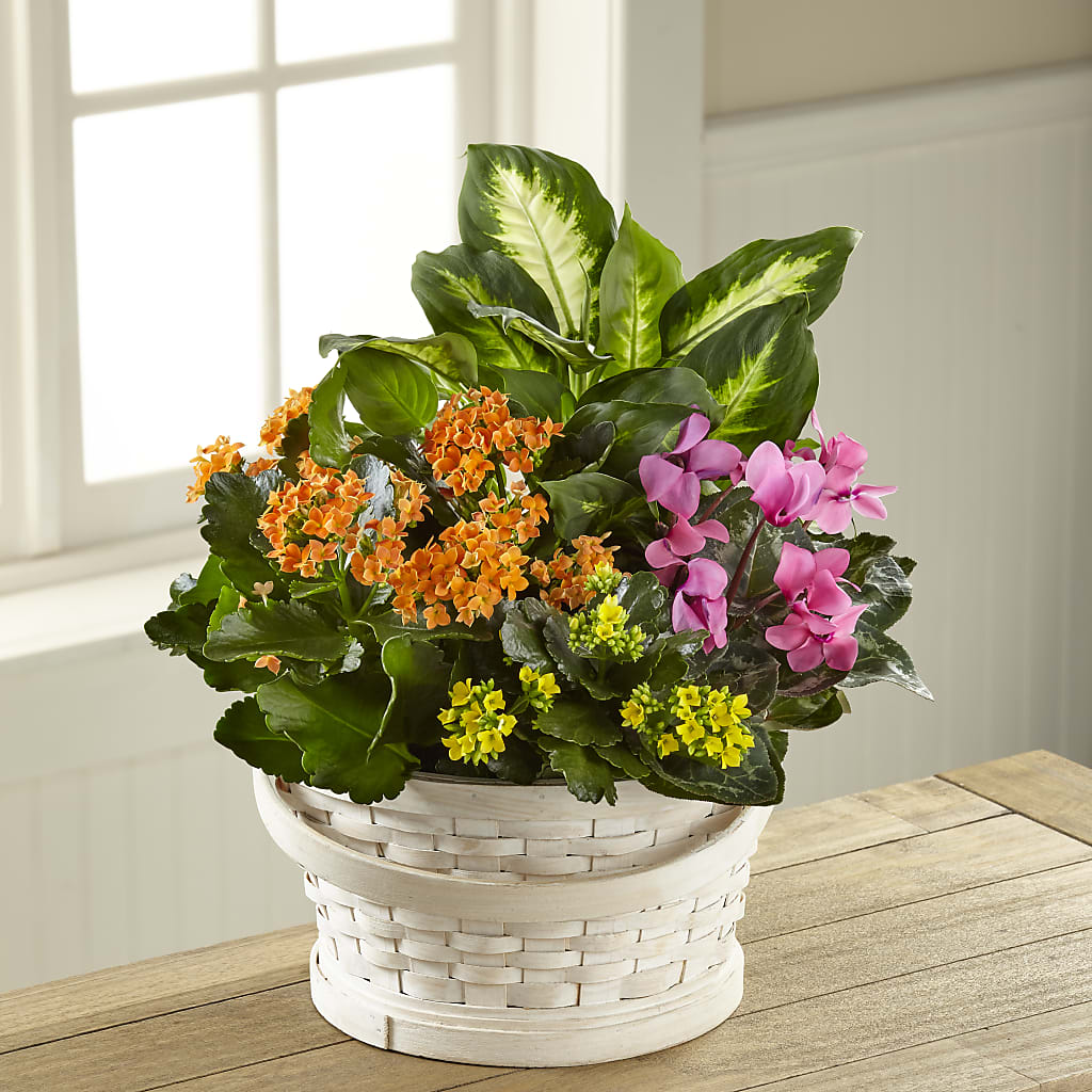 Color Crush Dishgarden – CARMIN'S FLOWER SHOP, Laredo TX