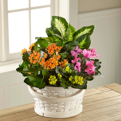 Color Crush Dishgarden – CARMIN'S FLOWER SHOP, Laredo TX