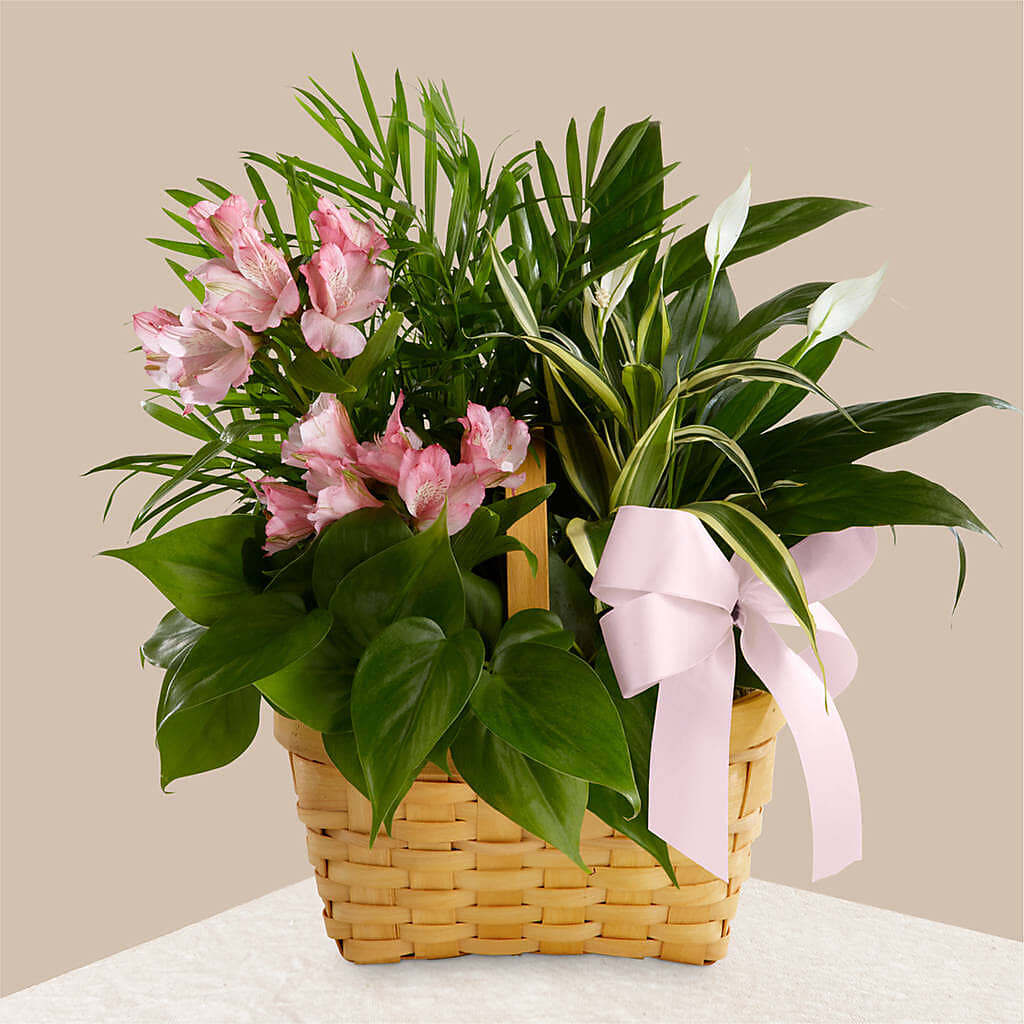 Living Spirit Dishgarden – CARMIN'S FLOWER SHOP, Laredo TX