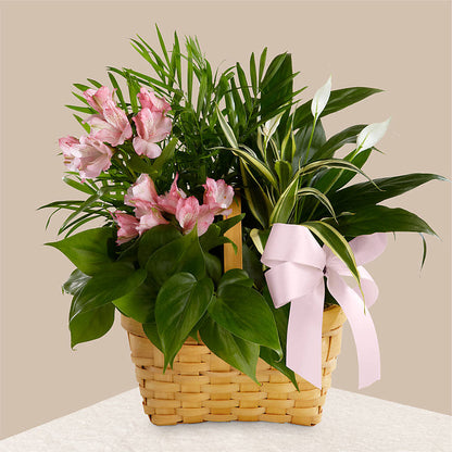 Living Spirit Dishgarden – CARMIN'S FLOWER SHOP, Laredo TX