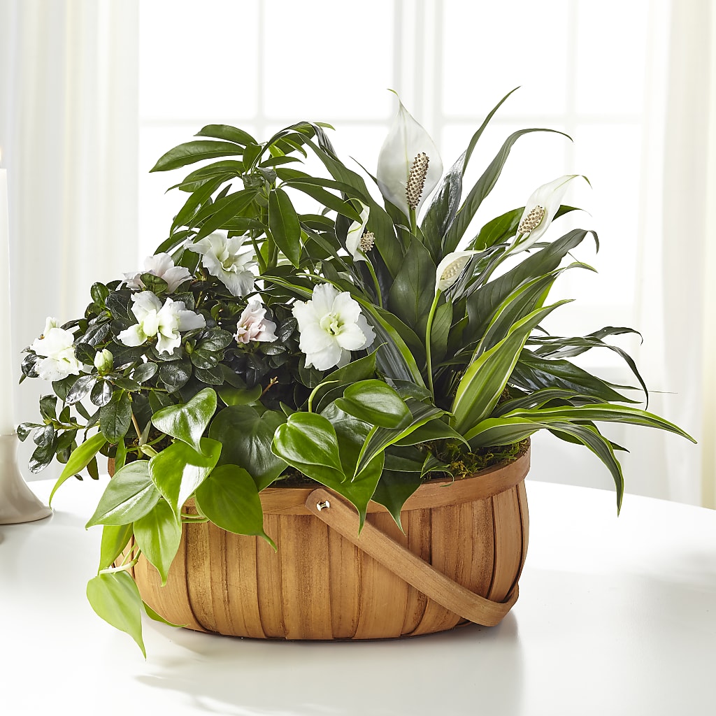 Serene Dishgarden – CARMIN'S FLOWER SHOP, Laredo TX