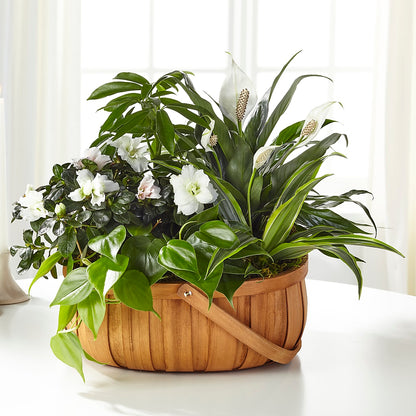 Serene Dishgarden – CARMIN'S FLOWER SHOP, Laredo TX