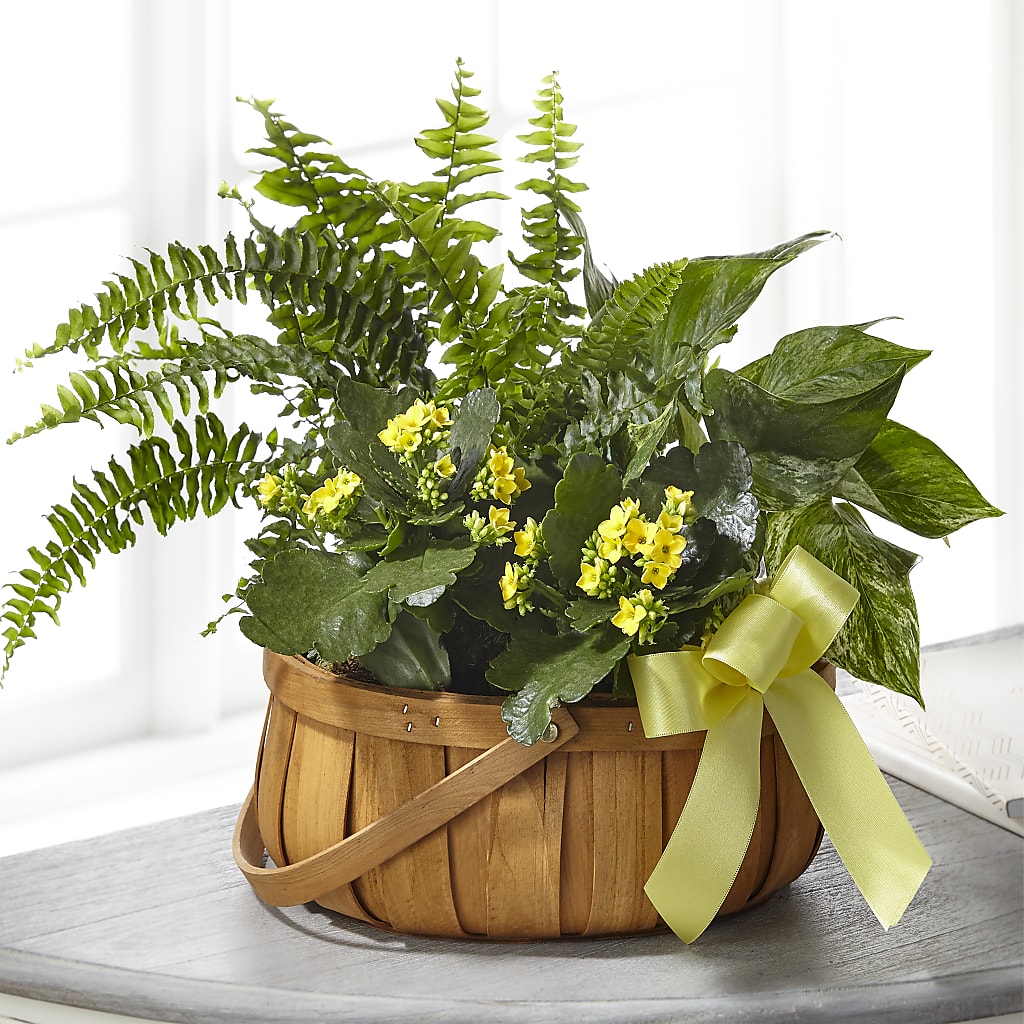 Always Dear Dishgarden – CARMIN'S FLOWER SHOP, Laredo TX